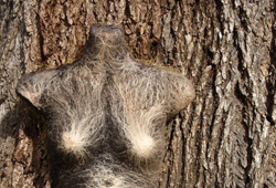Body Sculptures